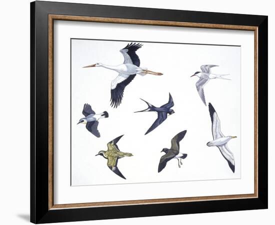 Birds: White Stork (Ciconiiformes-null-Framed Giclee Print