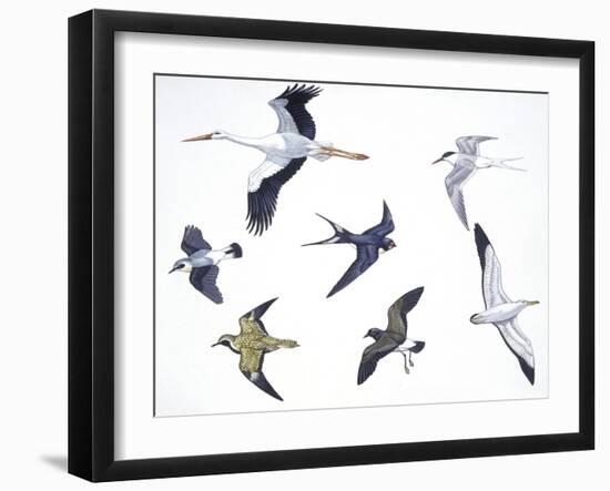 Birds: White Stork (Ciconiiformes-null-Framed Giclee Print