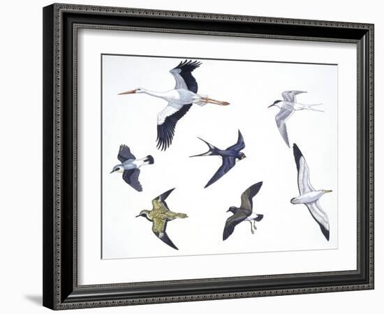 Birds: White Stork (Ciconiiformes-null-Framed Giclee Print