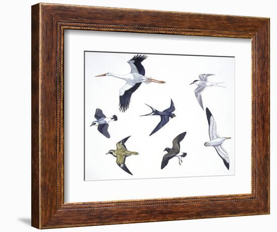 Birds: White Stork (Ciconiiformes-null-Framed Giclee Print