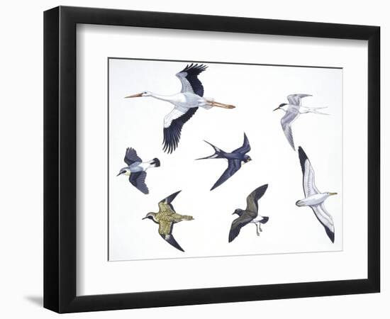 Birds: White Stork (Ciconiiformes-null-Framed Giclee Print