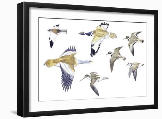 Birds: White-Winged Snowfinch (Passeriformes-null-Framed Giclee Print