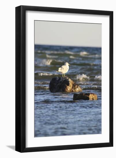 Birds-Jeff Rasche-Framed Photographic Print