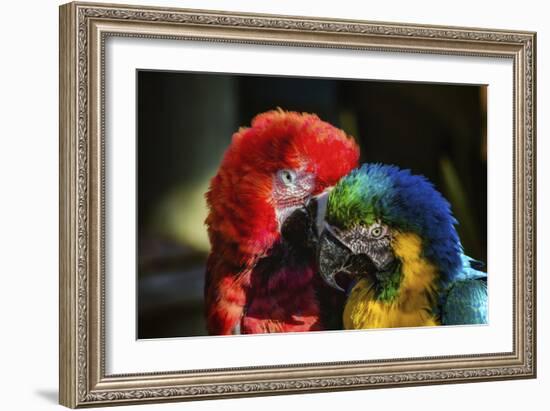 Birds-Pixie Pics-Framed Photographic Print