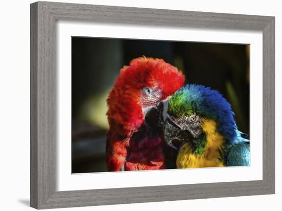 Birds-Pixie Pics-Framed Photographic Print