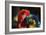 Birds-Pixie Pics-Framed Photographic Print