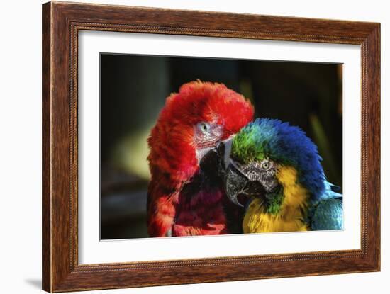 Birds-Pixie Pics-Framed Photographic Print