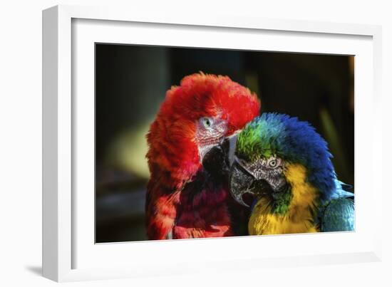 Birds-Pixie Pics-Framed Photographic Print