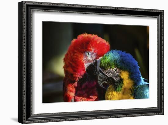 Birds-Pixie Pics-Framed Photographic Print
