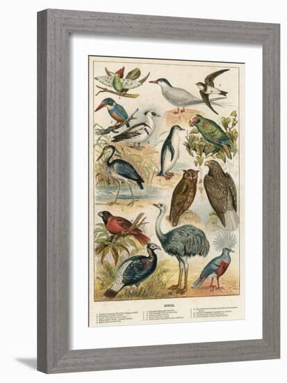 Birds-English School-Framed Giclee Print