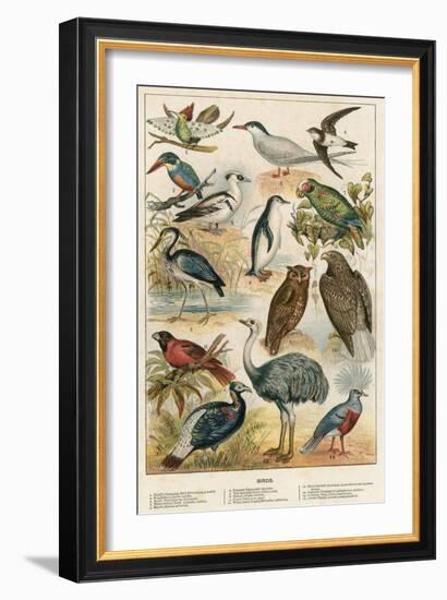 Birds-English School-Framed Giclee Print