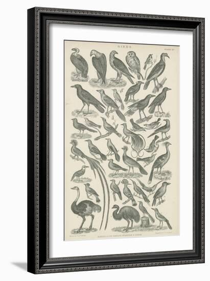 Birds-null-Framed Giclee Print