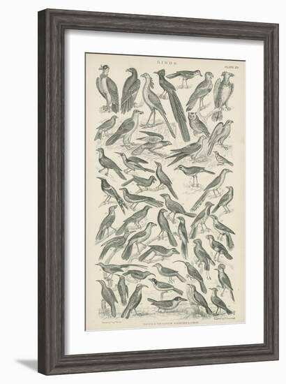 Birds-null-Framed Giclee Print