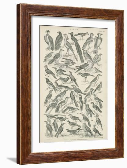 Birds-null-Framed Giclee Print