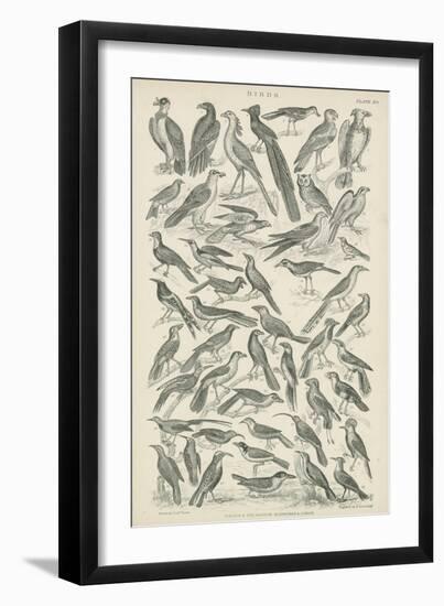 Birds-null-Framed Giclee Print