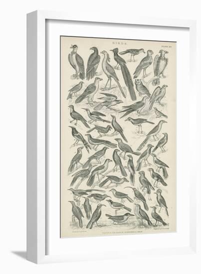 Birds-null-Framed Giclee Print