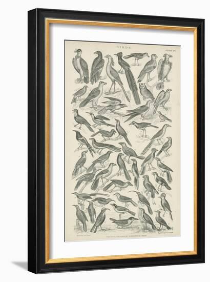 Birds-null-Framed Giclee Print