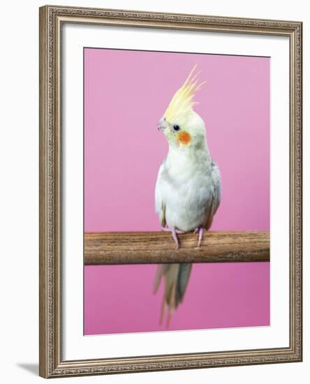 Birdsong - Solo-Assaf Frank-Framed Giclee Print