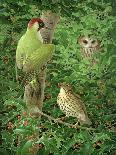 Woodpecker, Owl and Thrush-Birgitte Hendil-Framed Giclee Print