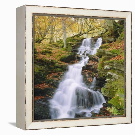 Birks of Aberfeldy, Tayside, Scotland, UK, Europe-Roy Rainford-Framed Premier Image Canvas