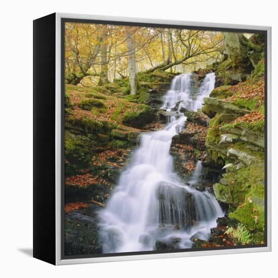 Birks of Aberfeldy, Tayside, Scotland, UK, Europe-Roy Rainford-Framed Premier Image Canvas