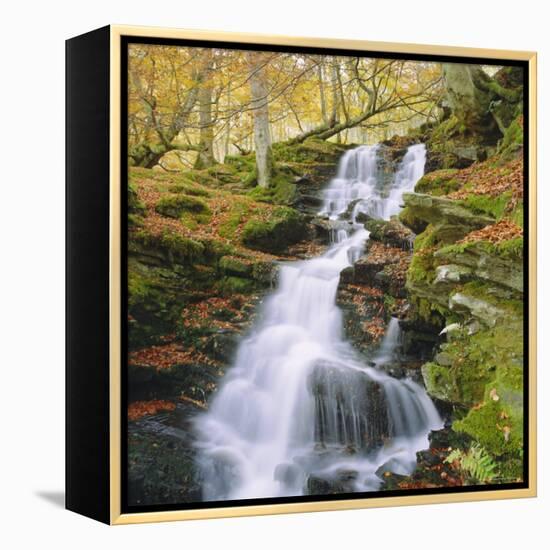 Birks of Aberfeldy, Tayside, Scotland, UK, Europe-Roy Rainford-Framed Premier Image Canvas