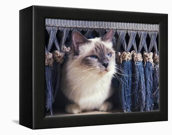 Birman Cat Amongst Tassles under Furniture-Adriano Bacchella-Framed Premier Image Canvas