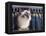 Birman Cat Amongst Tassles under Furniture-Adriano Bacchella-Framed Premier Image Canvas