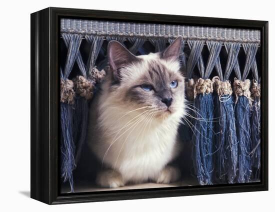 Birman Cat Amongst Tassles under Furniture-Adriano Bacchella-Framed Premier Image Canvas