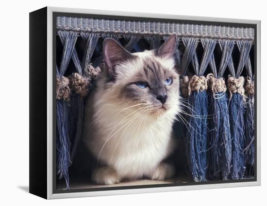Birman Cat Amongst Tassles under Furniture-Adriano Bacchella-Framed Premier Image Canvas