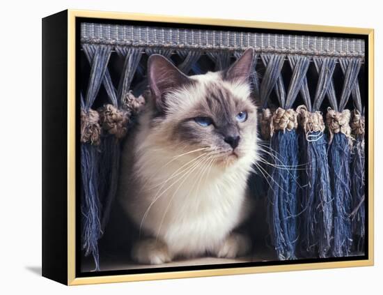 Birman Cat Amongst Tassles under Furniture-Adriano Bacchella-Framed Premier Image Canvas