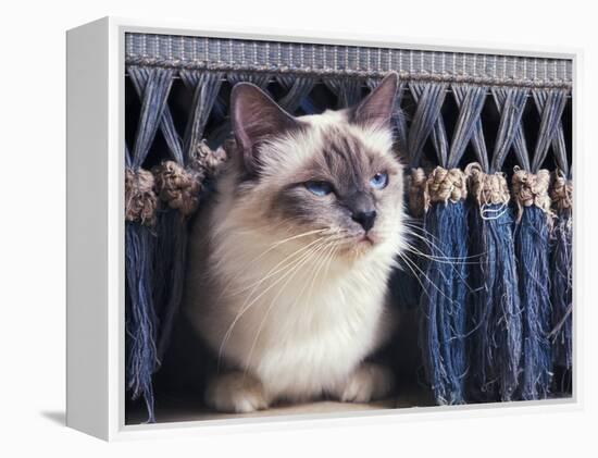 Birman Cat Amongst Tassles under Furniture-Adriano Bacchella-Framed Premier Image Canvas