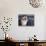Birman Cat Amongst Tassles under Furniture-Adriano Bacchella-Photographic Print displayed on a wall