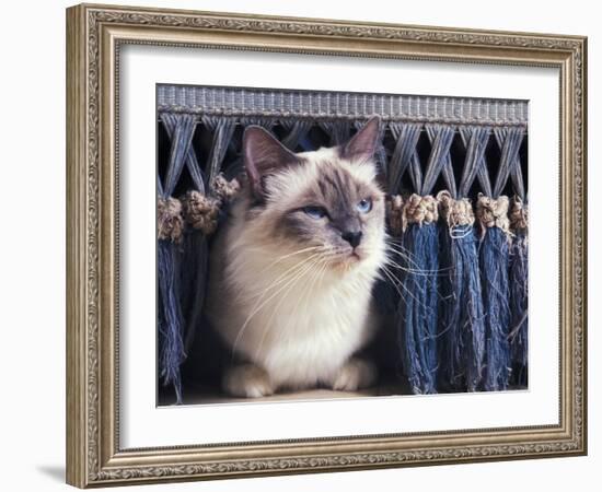 Birman Cat Amongst Tassles under Furniture-Adriano Bacchella-Framed Photographic Print