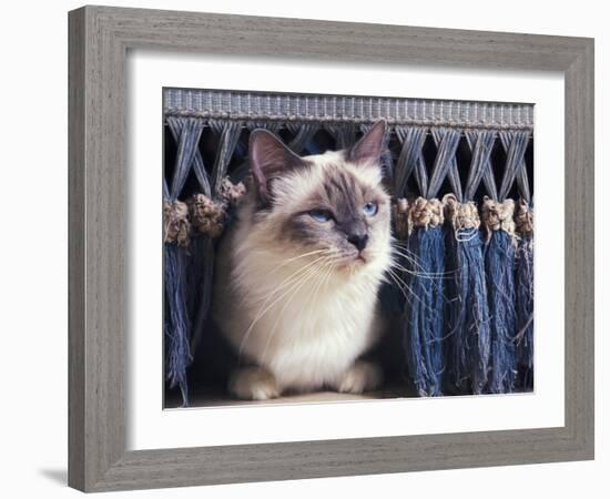 Birman Cat Amongst Tassles under Furniture-Adriano Bacchella-Framed Photographic Print