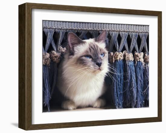 Birman Cat Amongst Tassles under Furniture-Adriano Bacchella-Framed Photographic Print