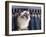 Birman Cat Amongst Tassles under Furniture-Adriano Bacchella-Framed Photographic Print