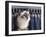 Birman Cat Amongst Tassles under Furniture-Adriano Bacchella-Framed Photographic Print