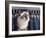 Birman Cat Amongst Tassles under Furniture-Adriano Bacchella-Framed Photographic Print