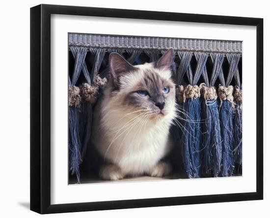 Birman Cat Amongst Tassles under Furniture-Adriano Bacchella-Framed Photographic Print