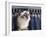 Birman Cat Amongst Tassles under Furniture-Adriano Bacchella-Framed Photographic Print
