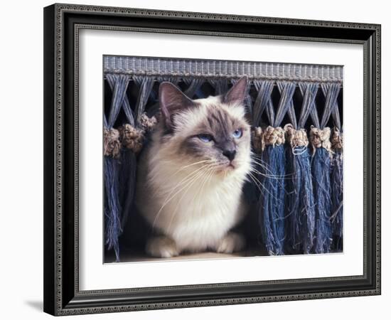 Birman Cat Amongst Tassles under Furniture-Adriano Bacchella-Framed Photographic Print