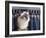 Birman Cat Amongst Tassles under Furniture-Adriano Bacchella-Framed Photographic Print