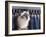 Birman Cat Amongst Tassles under Furniture-Adriano Bacchella-Framed Photographic Print