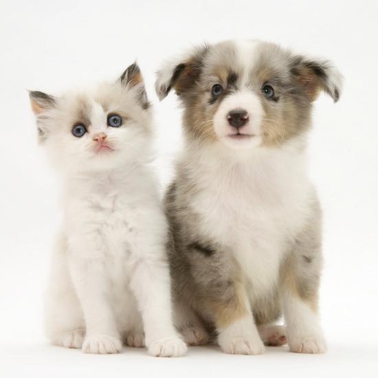 Birman Cross Kitten Sitting With Blue Merle Shetland Sheepdog Pup Photographic Print By Jane Burton Art