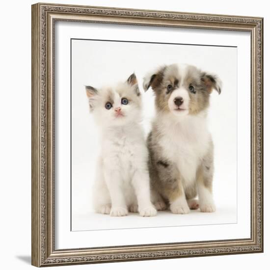 Birman-Cross Kitten Sitting with Blue Merle Shetland Sheepdog Pup-Jane Burton-Framed Photographic Print