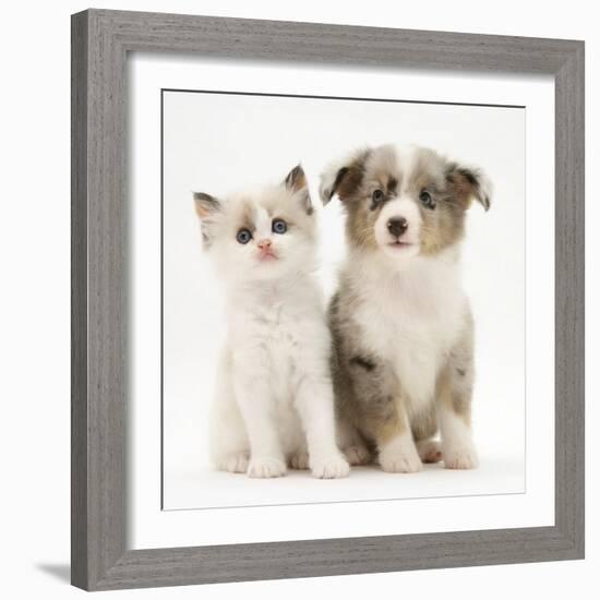 Birman-Cross Kitten Sitting with Blue Merle Shetland Sheepdog Pup-Jane Burton-Framed Photographic Print