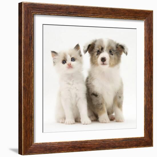 Birman-Cross Kitten Sitting with Blue Merle Shetland Sheepdog Pup-Jane Burton-Framed Photographic Print