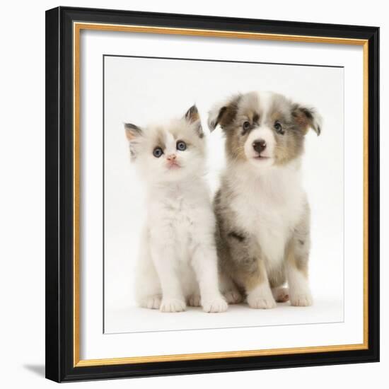 Birman-Cross Kitten Sitting with Blue Merle Shetland Sheepdog Pup-Jane Burton-Framed Photographic Print