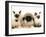 Birman-Cross Kittens with Pekingese Puppy-Jane Burton-Framed Photographic Print